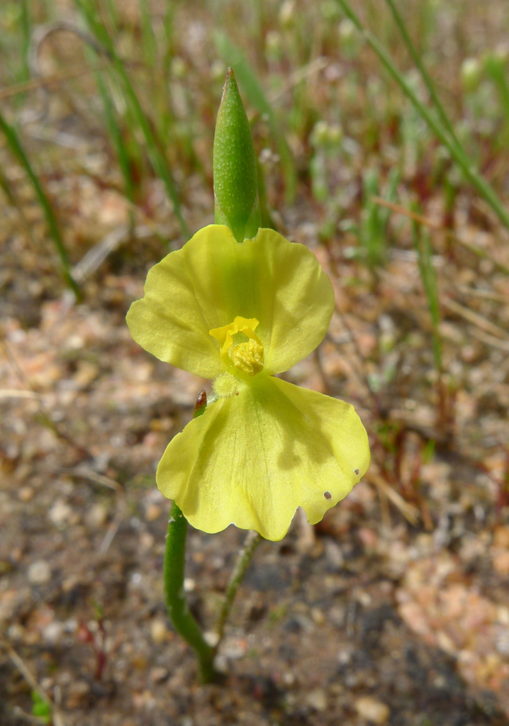 Philydrella pygmaea