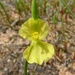 Philydrella pygmaea - Photo (c) Keir Morse, μερικά δικαιώματα διατηρούνται (CC BY-NC-ND), uploaded by Keir Morse