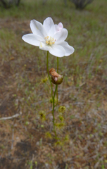 Drosera heterophylla