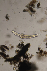 Stenostomum