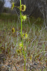 Drosera heterophylla