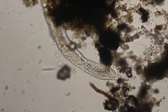 Stenostomum