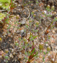 Gnephosis drummondii