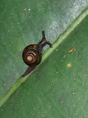 Euconulidae
