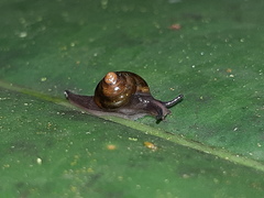 Euconulidae