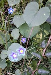 Ipomoea parasitica