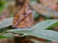 Zeuxidia amethystus amethystus