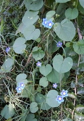 Ipomoea parasitica