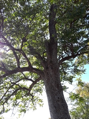 Fraxinus quadrangulata
