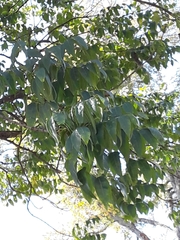 Fraxinus quadrangulata