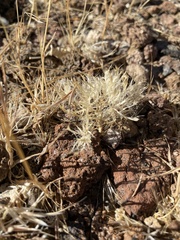 Dasyochloa pulchella