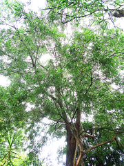 Acacia maidenii