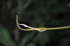 Anthurium lactifructum image