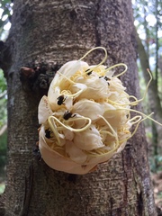 Browneopsis disepala