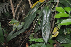 Anthurium lactifructum