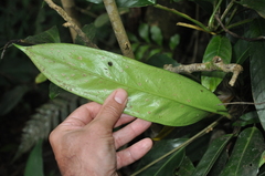 Anthurium lactifructum