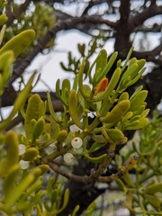 Phoradendron bolleanum densum