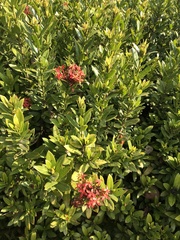 Ixora chinensis