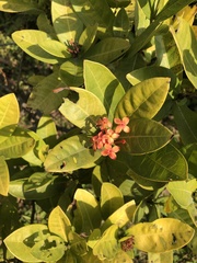 Ixora chinensis