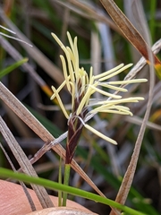 Carex globosa