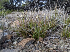 Carex globosa