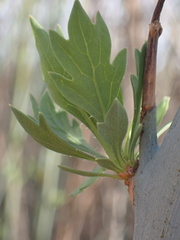 Romneya coulteri