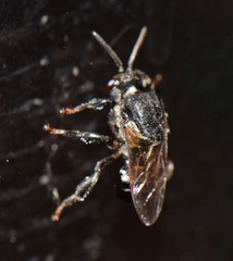 Scaptotrigona mexicana