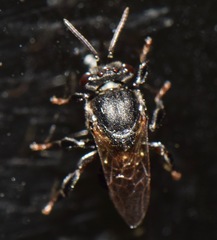 Scaptotrigona mexicana