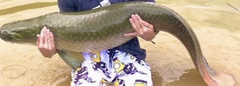 Arapaima gigas