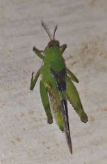 Paulinia acuminata