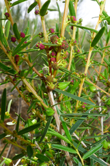 Stachystemon axillaris