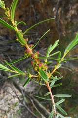 Stachystemon axillaris