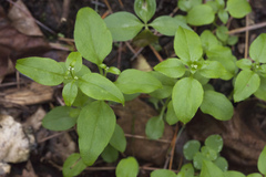 Galium paradoxum