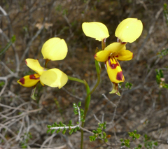 Diuris laxiflora