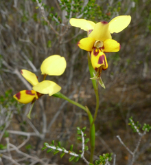Diuris laxiflora