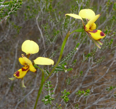 Diuris laxiflora