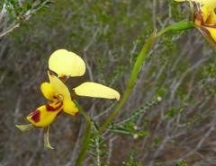 Diuris laxiflora
