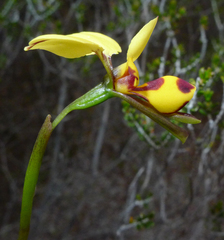 Diuris laxiflora