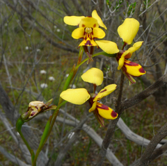 Diuris laxiflora