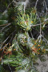 Adenanthos