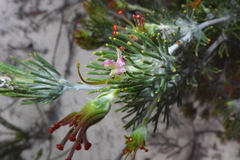 Adenanthos