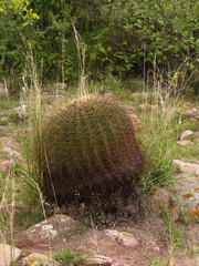 Ferocactus histrix