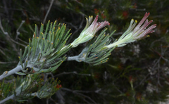 Adenanthos