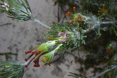 Adenanthos