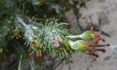 Adenanthos