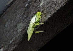 Cnemidophyllum lineatum