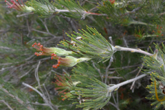 Adenanthos