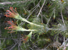 Adenanthos