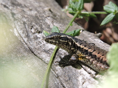 Liolaemus septentrionalis