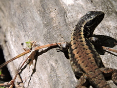 Liolaemus septentrionalis